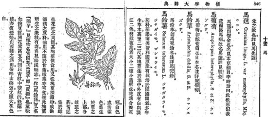 日语里，动<em>植物名称</em>为什么用片假名写？(下篇)