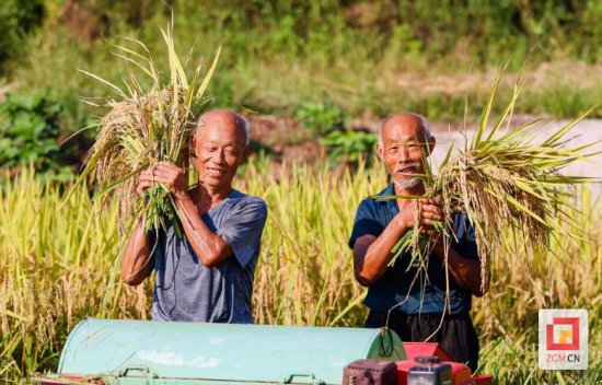 “打<em>谷子</em>啦！”——自贡120万亩水稻丰收