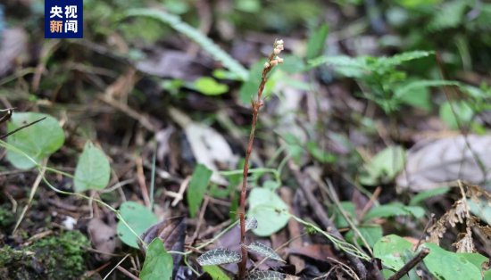 广西首次发现！木论自然保护区发现小小斑叶兰