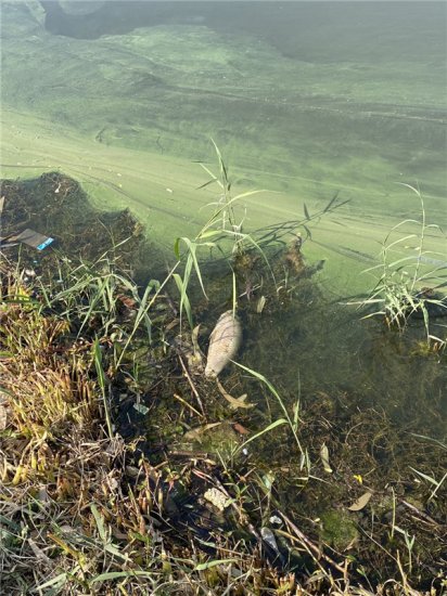 中央生态环保督察揭开滇池污染“久治不愈”冰山一角