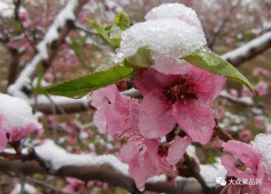 预防倒春寒，提高果树开花的质量，增强果树自身的免疫能力