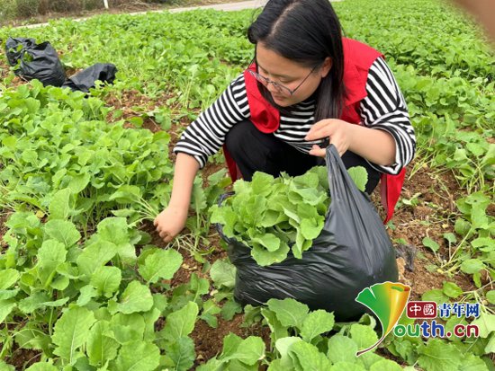 贵州福泉市志愿者走进田间帮农户拔油菜苗