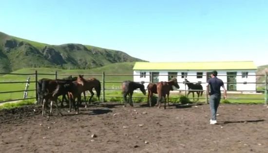 特克斯县：科技引领马产业改良 农牧民尝到增收甜头