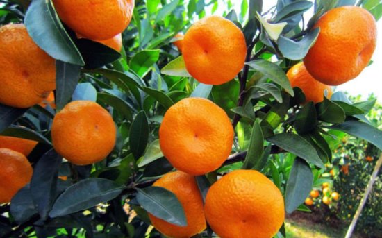 柑橘树<em>冬季能修剪吗</em>？低温是否有影响？