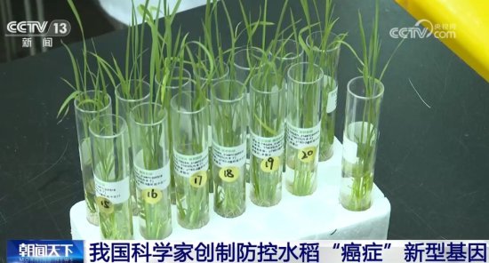 我国科学家创制防控水稻“癌症”新型基因