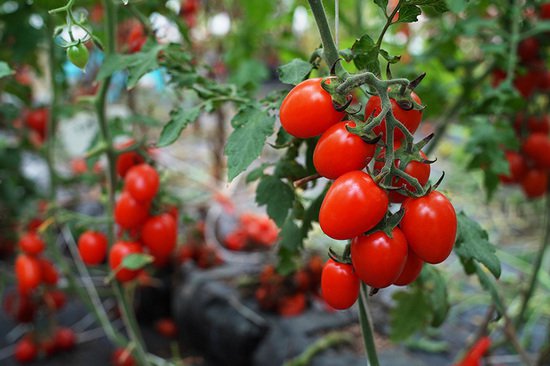 江南区“小番茄”喜获丰收