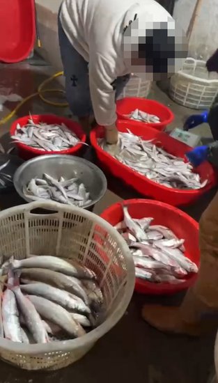 涉案价值100余万，浙江捕鱼卖到江苏，有人盯上了太湖里的刀鱼