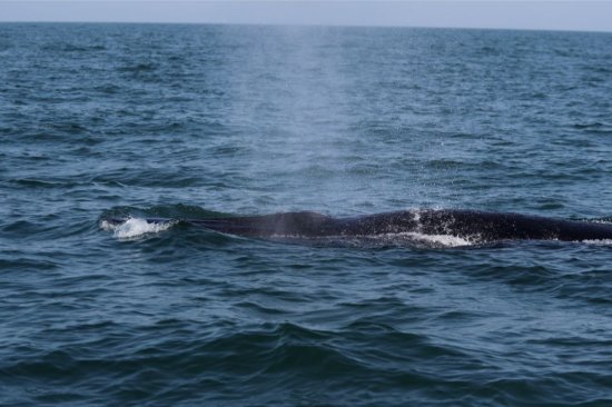 <em>鲸鱼</em>出没青岛三浴近海，或为虎头鲸