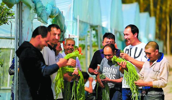 全国规划出台 新疆现代设施农业建设怎么干