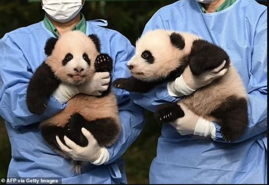 在韩国新出生的两只大熊猫幼崽快100天啦，拥有了<em>名字</em>