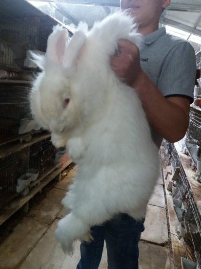 牡丹江肉兔种兔养殖杂交野兔<em>需要多大的</em>地方