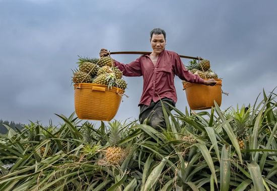 <em>广东湛江</em>：菠萝进入采摘高峰期 当地果农加紧收获装车外运