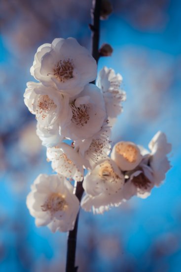 辰山植物园的梅花<em>什么时候最美</em>？时间表来了