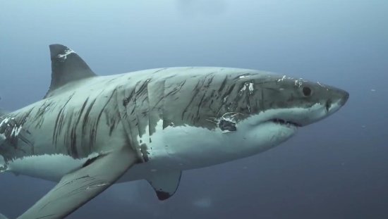 澳大利亚一浑身伤痕大白鲨被拍 被称为<em>最</em>顽强<em>鲨鱼</em>