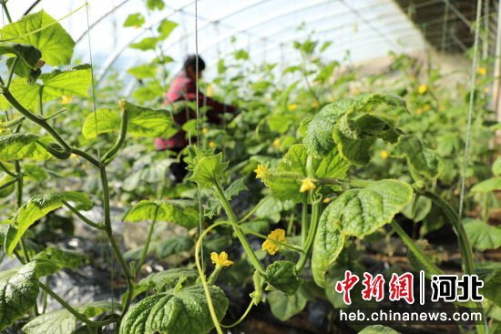 反季<em>蔬菜</em>冬日上市 河北沧县设施农业助农增收