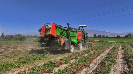 新疆和硕：万亩番茄采收忙