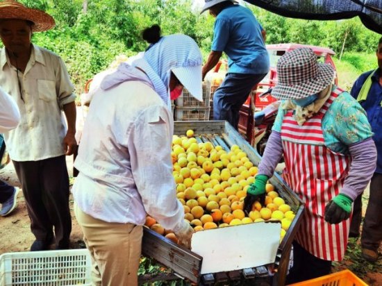 山东蒙阴果园托管助蜜桃产业发展