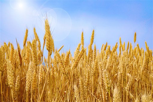 2022年夏粮最低收购<em>价</em>最新政策：小麦、稻谷价格为<em>多少一斤</em>？