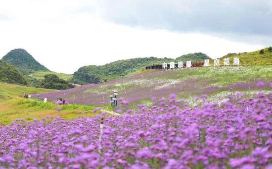 贵州六盘水野玉海：与夏日野鸡坪邂逅梦幻紫色花海