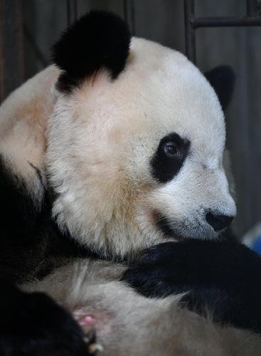 大喜！2020年首只秦岭大熊猫宝宝诞生，实现“四世同堂”