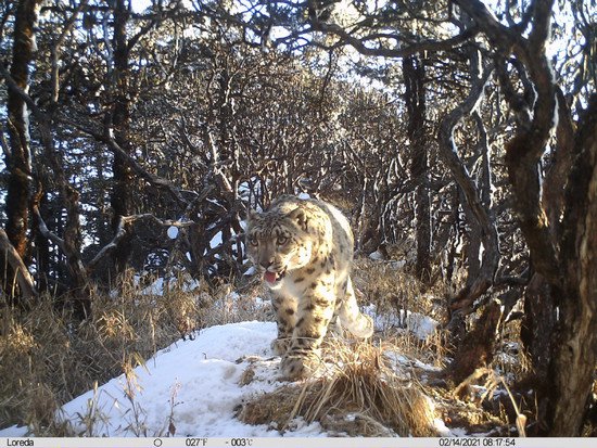 <em>四川卧龙</em>：连续6年监测首次公布雪豹种群数量超46只