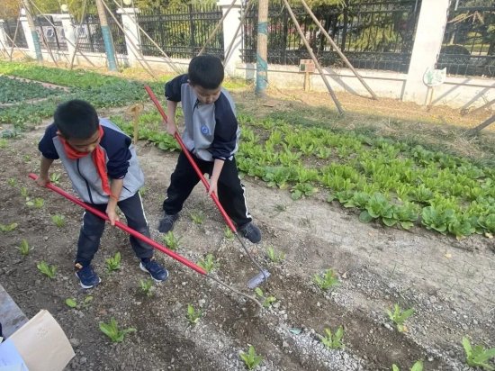 挖红薯、<em>摘柿子</em>、拔花生……看潍坊学子在劳动中感受秋天！
