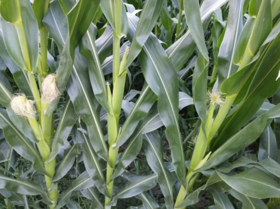 种植的玉米，为啥产量低？<em>播种时间</em>搞错了，如何能高产？