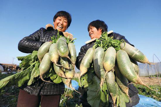 淮北相山区：特色种植产业助力乡村振兴