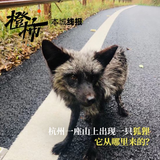 刚刚，杭州龙坞龙尾巴水库发现一只<em>狐狸</em>，它从哪里来的？