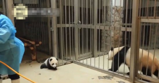 熊猫宝宝偷跑<em>被逮住</em>，惨被<em>妈妈</em>实施家法，一旁饲养员都笑喷了！