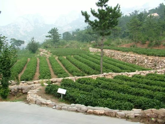 这个奥运会茶叶供应商，在<em>青岛</em>打造了一处绝美茶空间