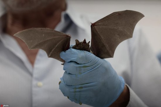 墨西哥首都墨西哥城将举办世界最大<em>蝙蝠</em>节 保护专家参加新闻发布...