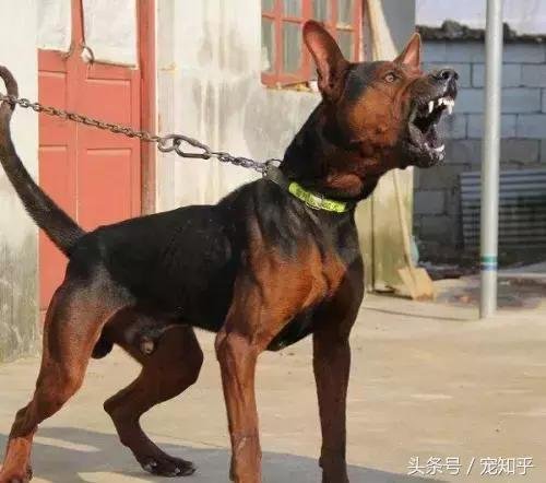 狼犬界少有匹敌的存在，中国莱州红，不得不说的事！