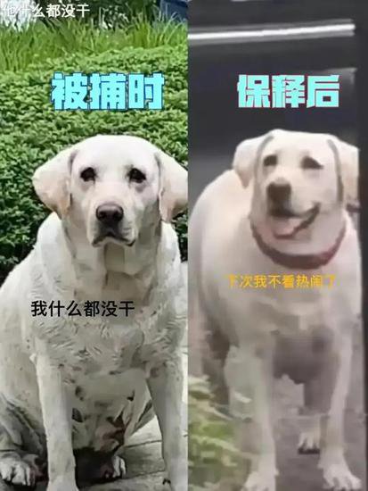 白色<em>拉布拉多</em>被无罪释放:中国狗要学会事不关己、高高挂起