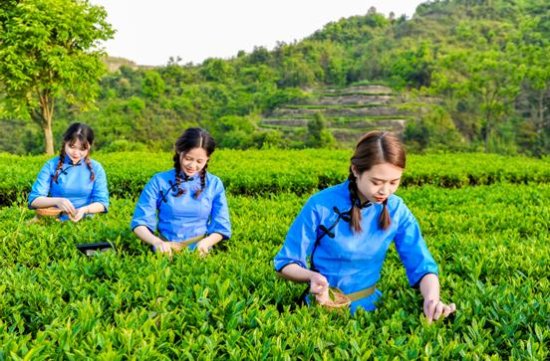 八马茶业诠释茶企品牌成长：以茶助农 诚信经营