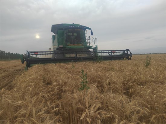新疆焉耆：11.1万亩小麦开镰收割 麦浪滚滚“丰”景好
