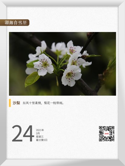 湖湘自然历丨在春天，种一棵树⑬哭得<em>最好看</em>的那种花