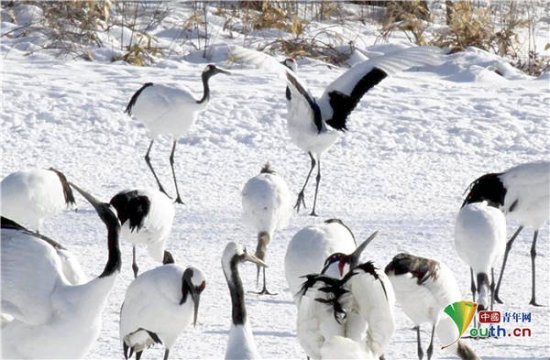 太美了！日本<em>北海道</em>丹顶鹤在雪地里优雅起舞
