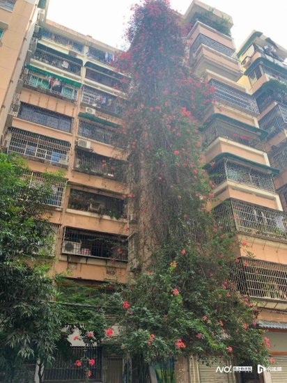 广州：9层楼高的簕杜鹃“花瀑”如约绽放