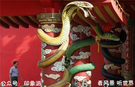 马来西亚的“<em>蛇</em>庙”：<em>到处都是蛇</em>，游客还络绎不绝