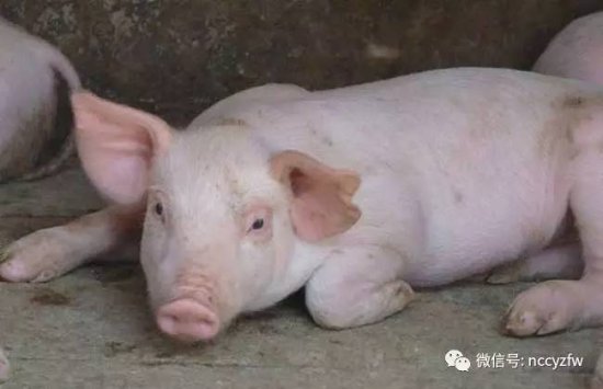 养100头猪一年能赚多少钱？