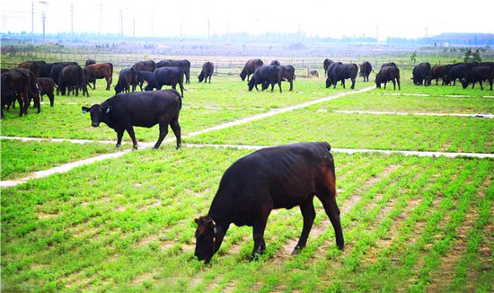 潍坊滨海：擦亮碱地黑牛品牌 助力乡村振兴