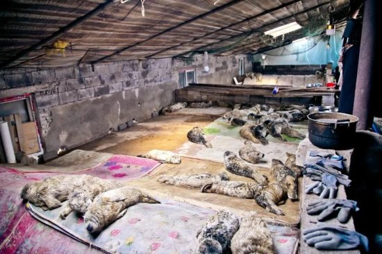 非法猎捕斑海豹200余只，42人获刑！