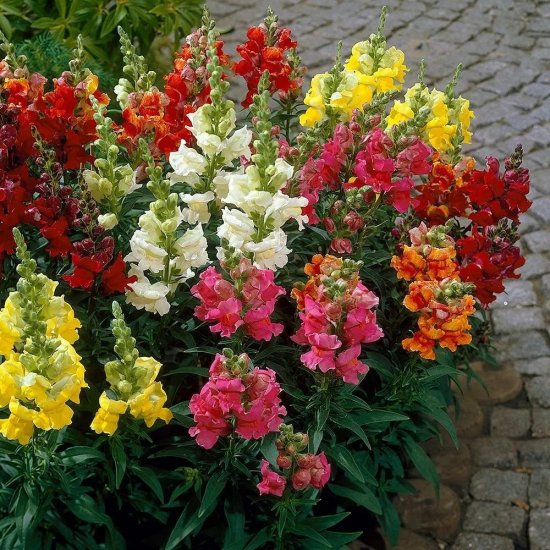 10种适合养<em>阳台上的盆栽</em>草本花卉，半阴或全日照都有合适的品种