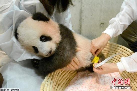 旅日熊猫香香成网红 上野动物园专门为其建新馆