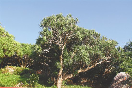 三亚一龙血树古树群入选全国100个最美古树群