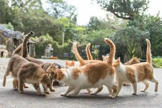 日本一位摄影师镜头下东京街头的<em>流浪猫们</em>