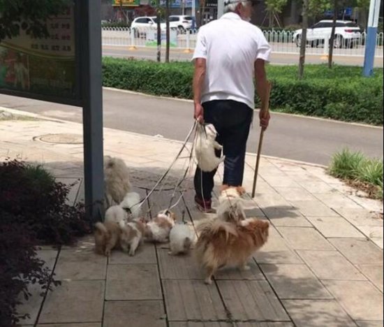 爷爷带着<em>一群狗</em>散步，一只不听话，被爷爷“暴力”执家法！