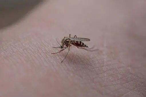 又到盛夏，面对蚊虫滋扰，佛弟子可以怎么应对？