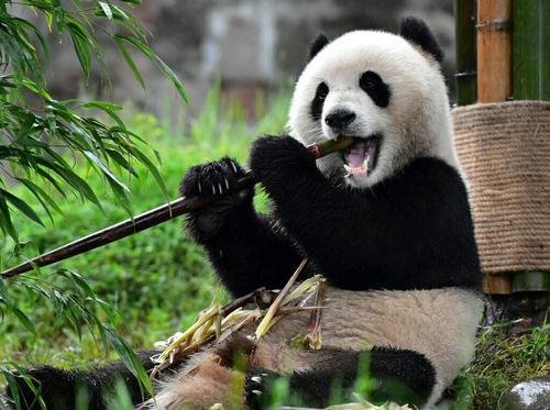 首只大熊猫在韩国出生，<em>取名</em>“<em>福宝</em>”，它属于中国还是韩国呢？